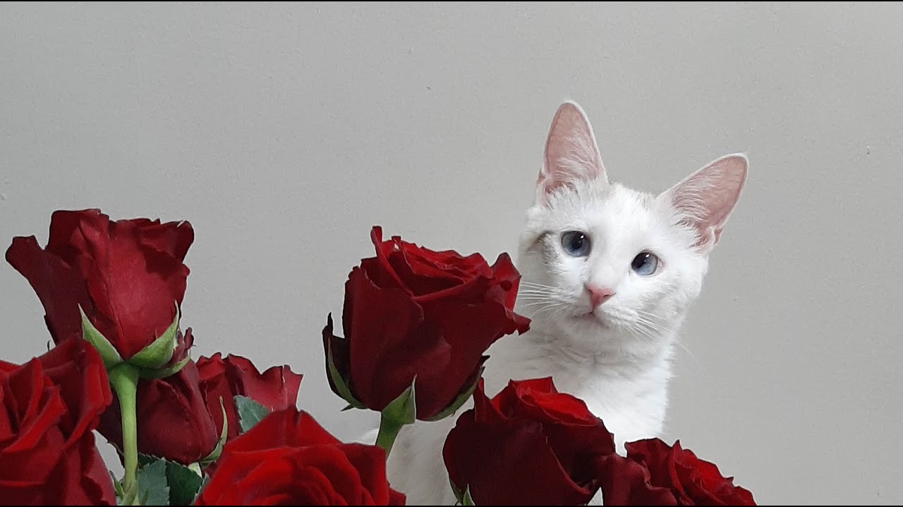 class with Seige from Wildriftbuild guide