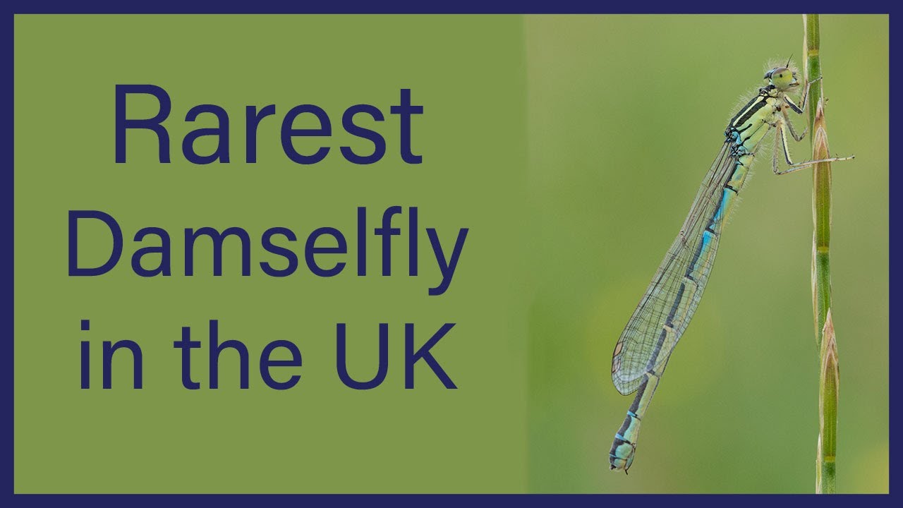 Dragonfly Tour Ep 10 - UKs rarest Damselfly: Dainty Damselfly at Sandwich