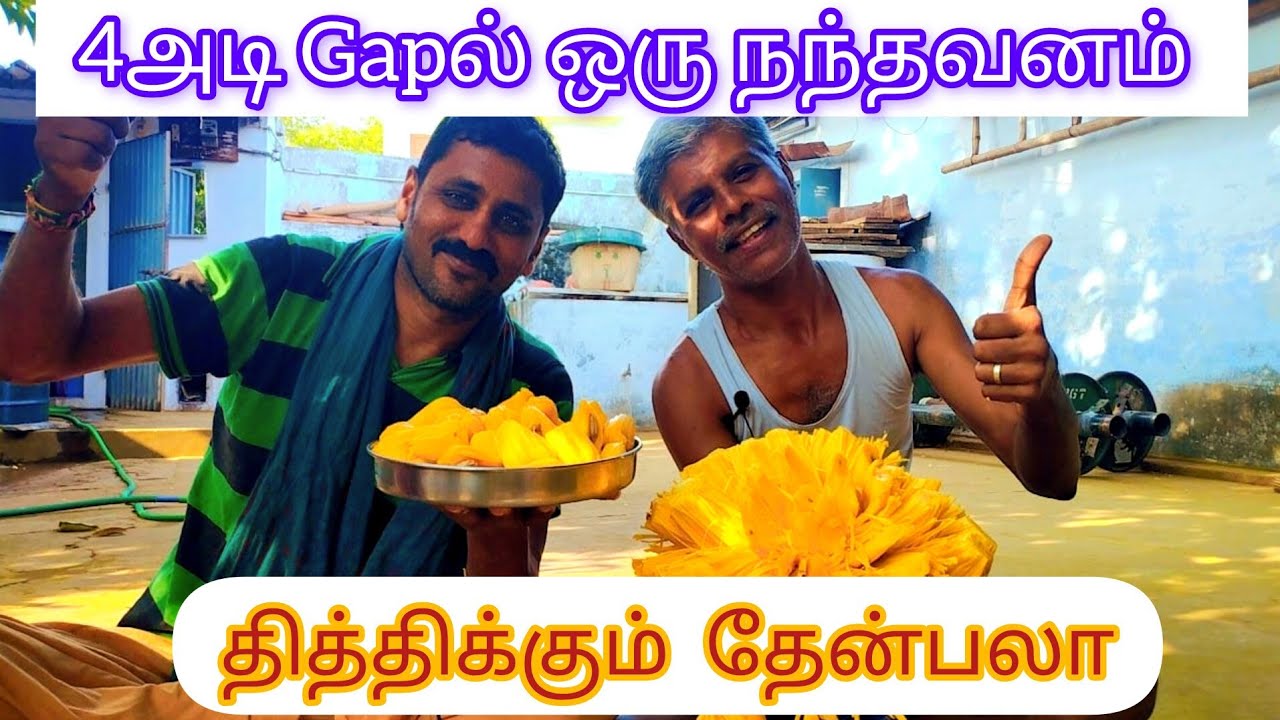 மாப்பிள்ளை வீட்டில் நாங்க நட்ட தேன்பலா மாமரம் நாவல் மரம் காய்த்து குலுங்கும் கண்கொள்ளா காட்சி