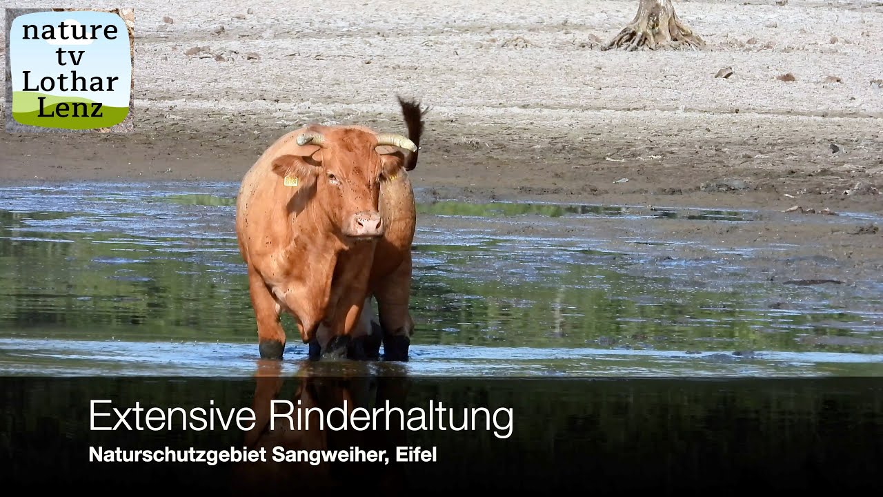 Extensive Rinder-Beweidung. Naturschutzgebiet Sangweiher, Eifel
