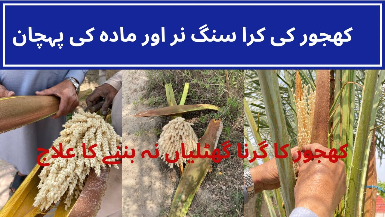 How to differentiate Male and female Date Palm plant (Khajur me Nar or Mada pode ki pehchan kese ho