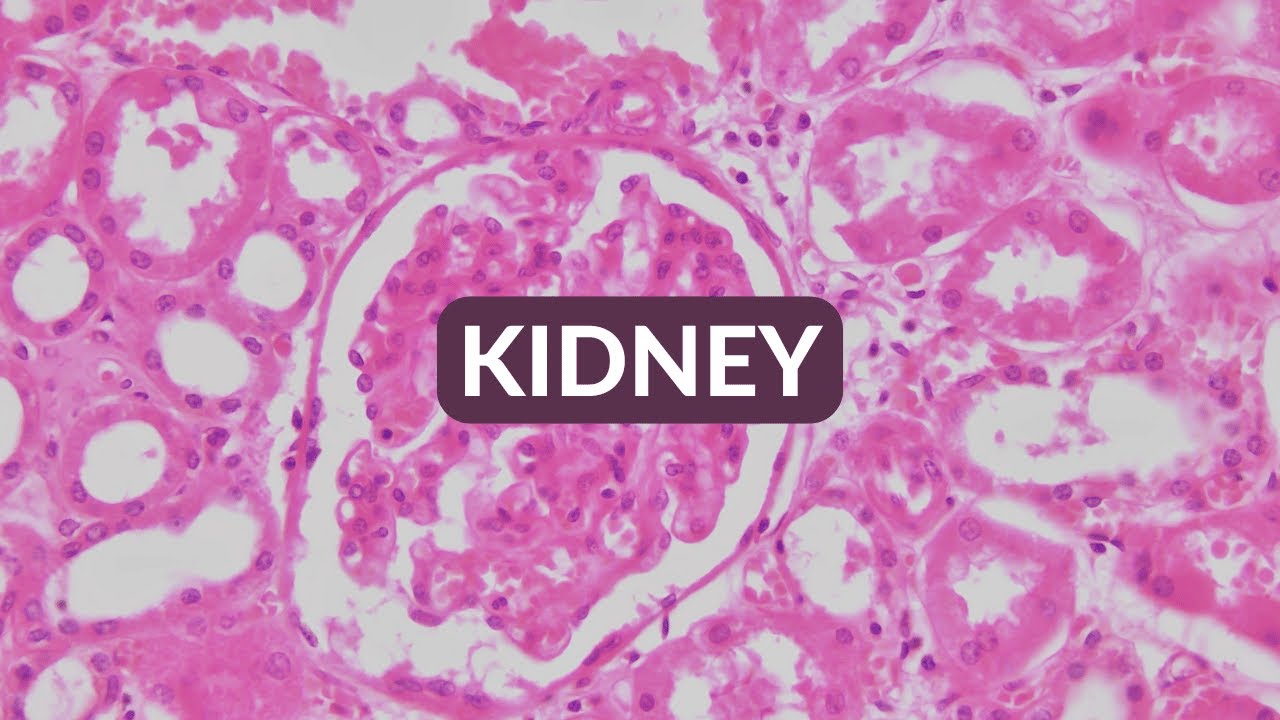 Histology Made Easy: Kidney at 40x,100x, 200x and 400x magnification