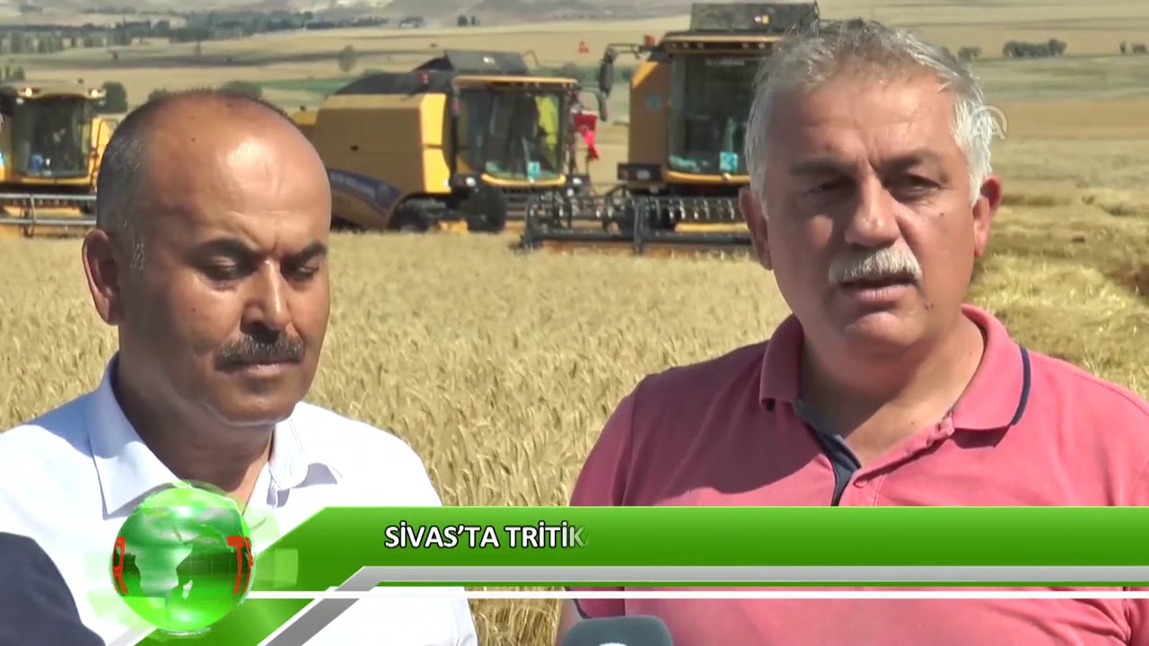 Sivas’ta tritikale zamanı