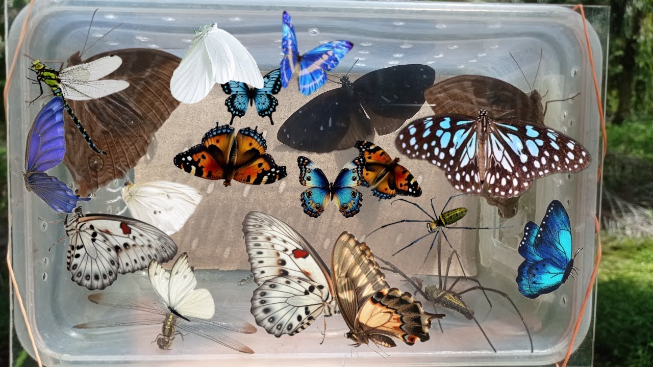 hunting butterflies, hunting strange insects, catching strange and beautiful insects,butterfly