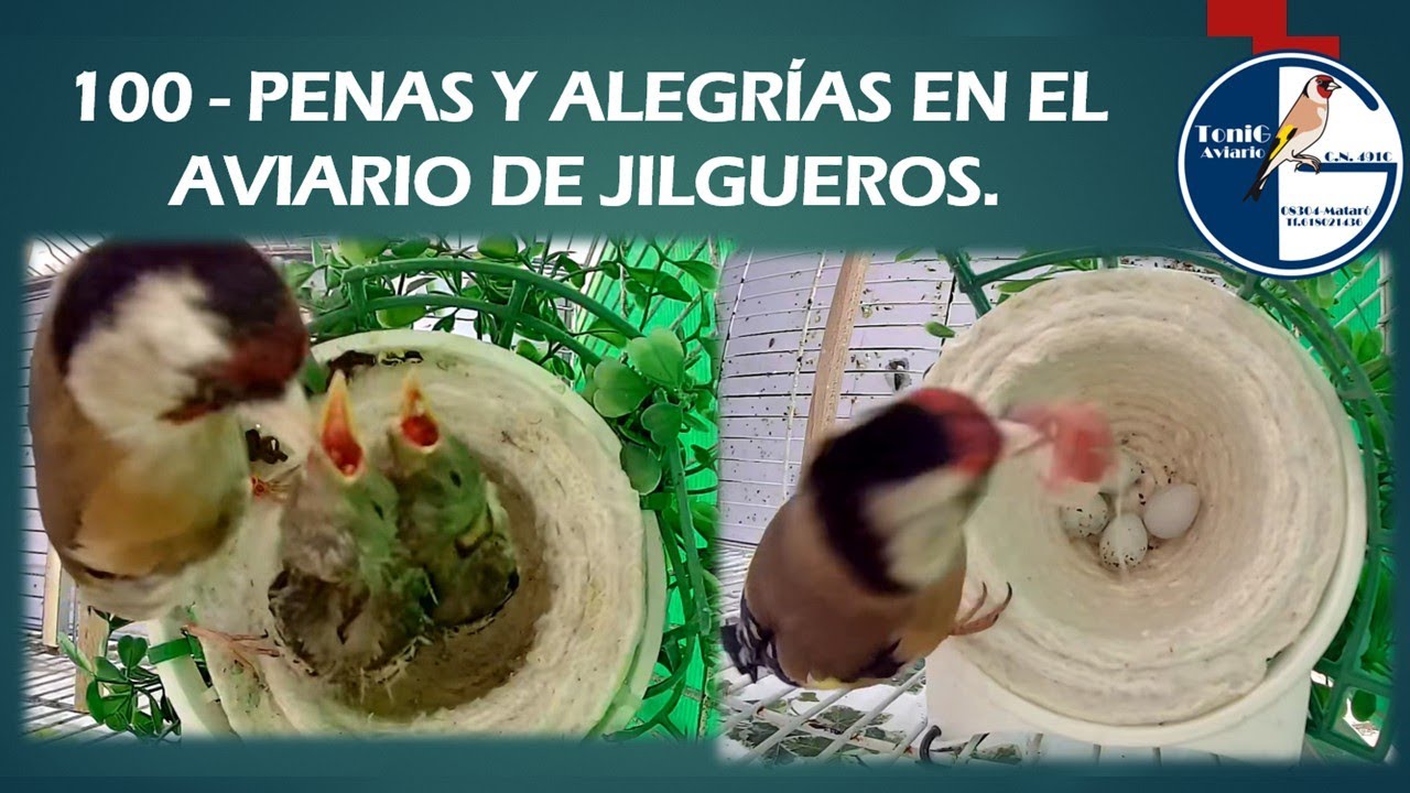100 PENAS Y ALEGRÍAS EN EL AVIARIO DE JILGUEROS