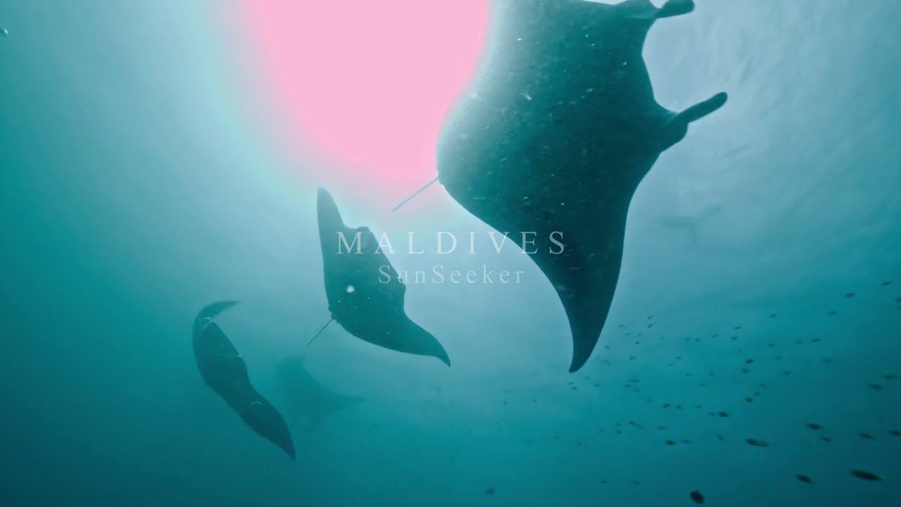 Undewater Images | MALDIVES. MV.SunSeeker.4min