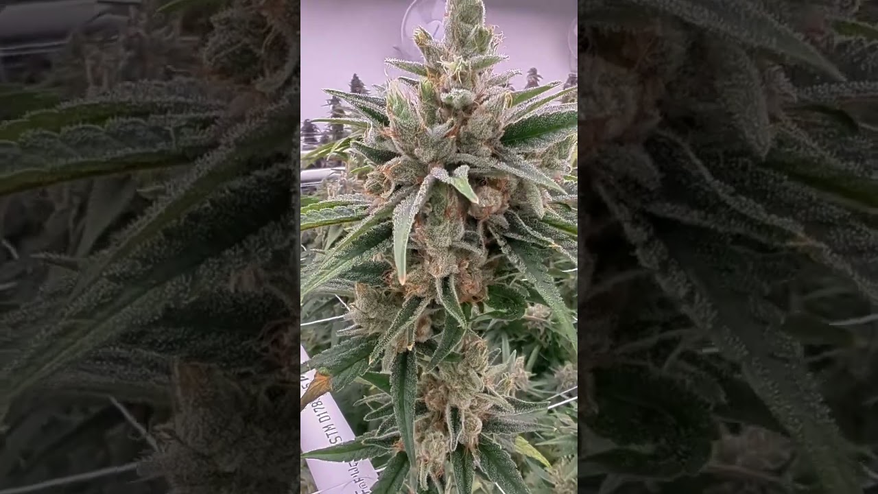 Purple Do-Si-Do vs. Sour Goat 🔥 Educational R&D Look at Our New 🔥 Genetics!