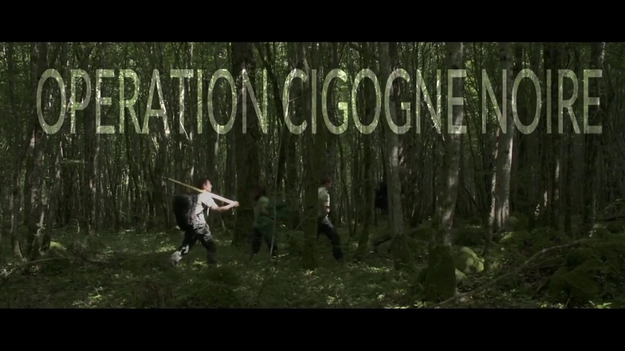 Rencontre avec la cigogne noire, plus grand oiseau forestier de France - version courte
