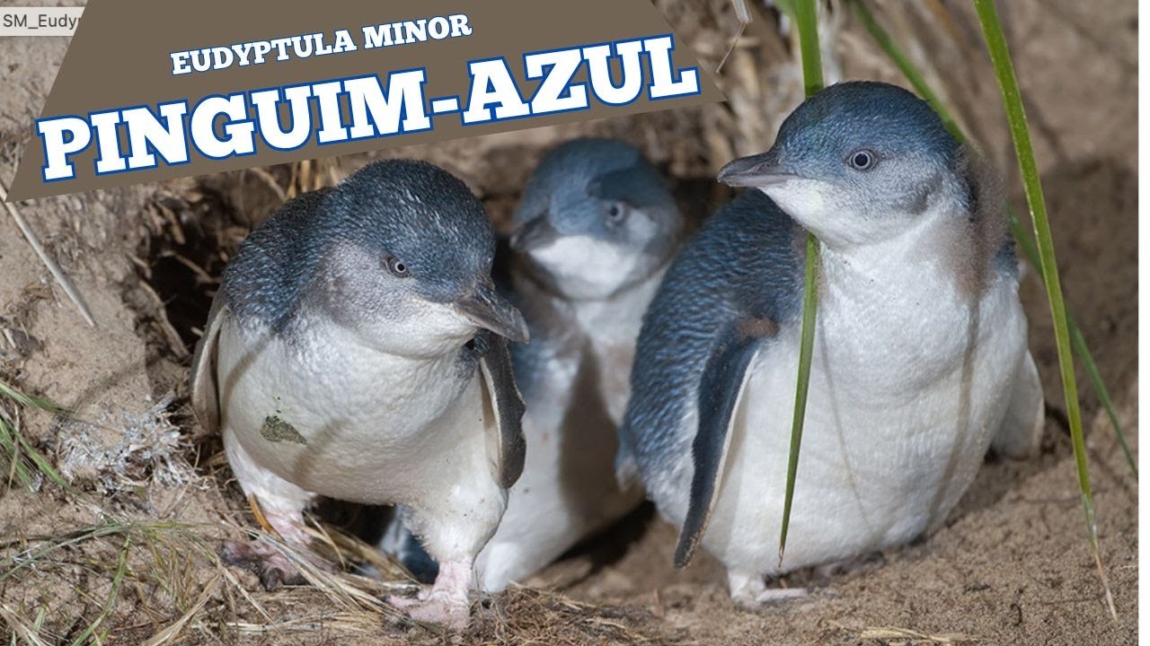 Pinguim-azul - Blue Penguin