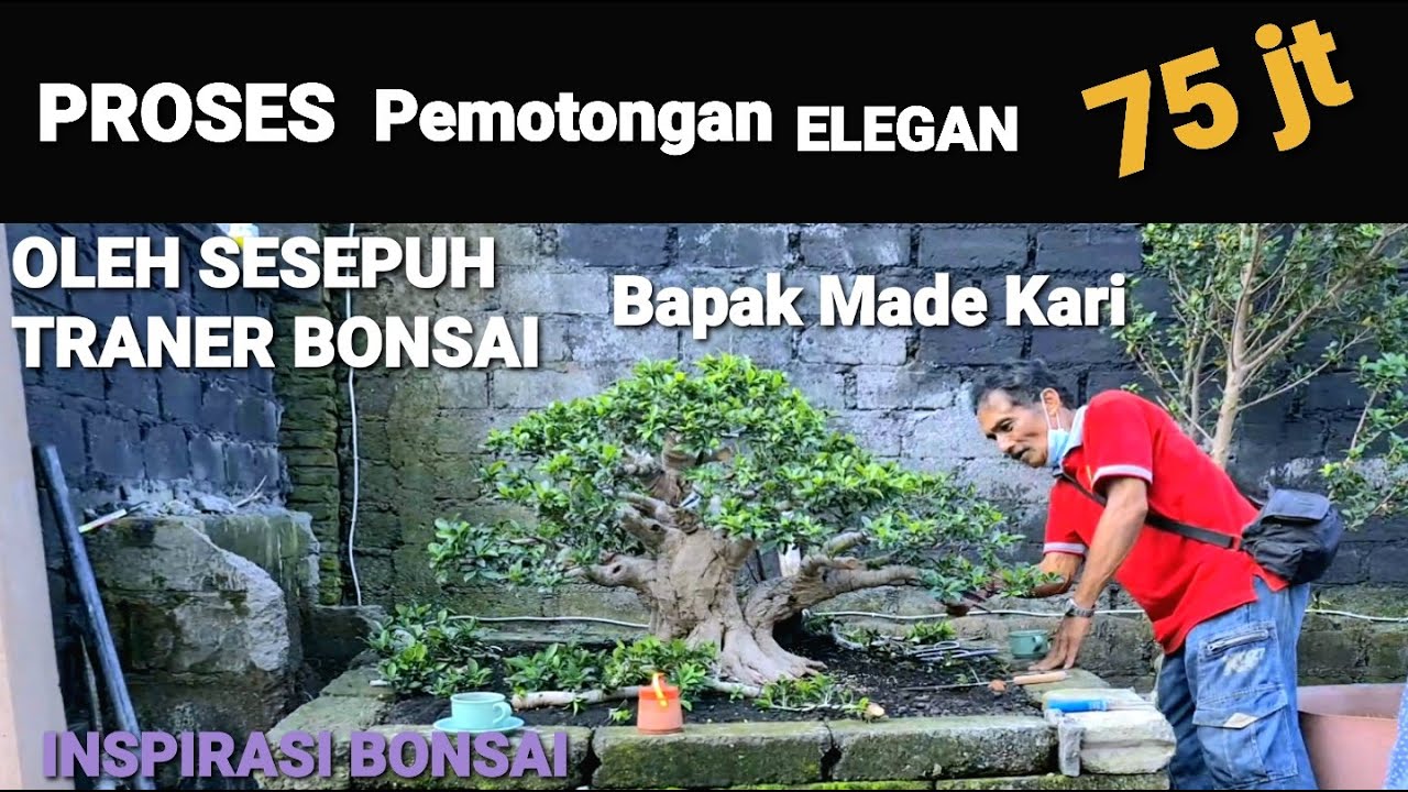 🔴 PROSES PEMOTONGAN ELEGAN MIKE TYSON SEHARGA 75 JT OLEH SESEPUH TRANER BAPAK MADE KARI
