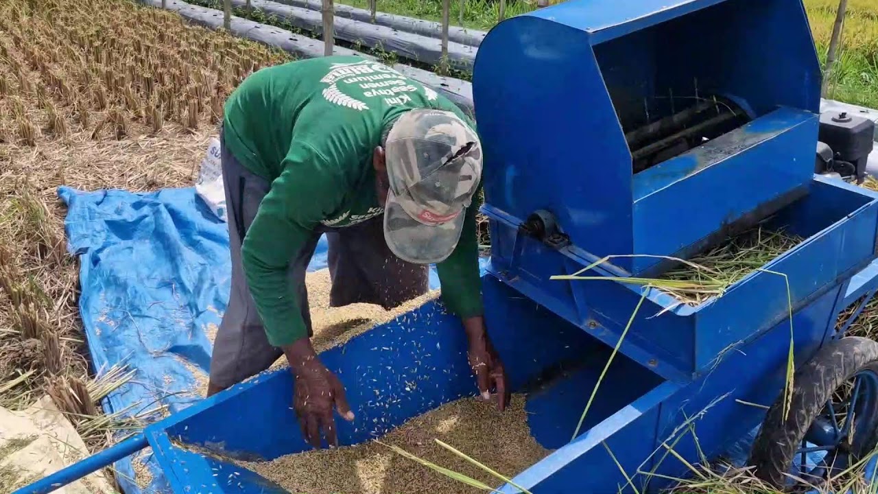 INCREDIBLE RICE THRESHING METHOD BY GENIUS FARMERS USING MODERN TECH - Agriculture Farming