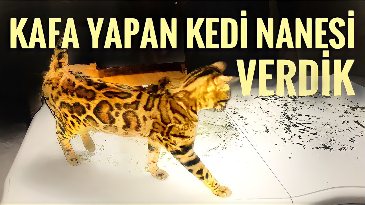 KAFA YAPAN KEDİ OTU NANESİ VERDİK MİNTİK TEPKİSİ KENDİNDEN GEÇTİ  OYUNCAK TESTİNE MİNTİĞİN TEPKİSİ !