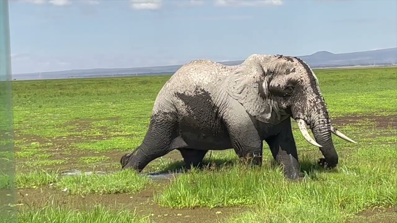 EF Ultimate Break: Safari in Kenya