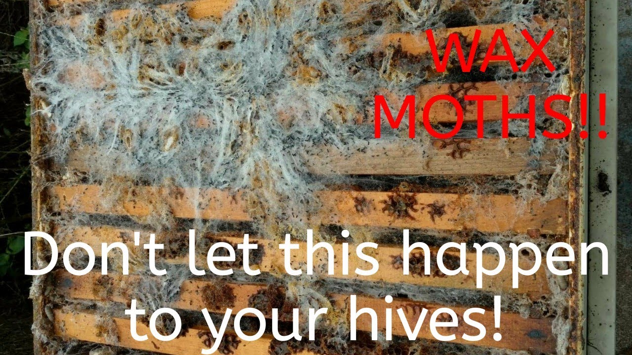 🔵How to keep your combs safe from pests over winter