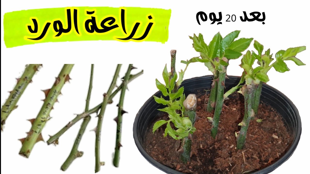 طريقة سهلة و مضمونة لزراعة أغصان الورد الجوري