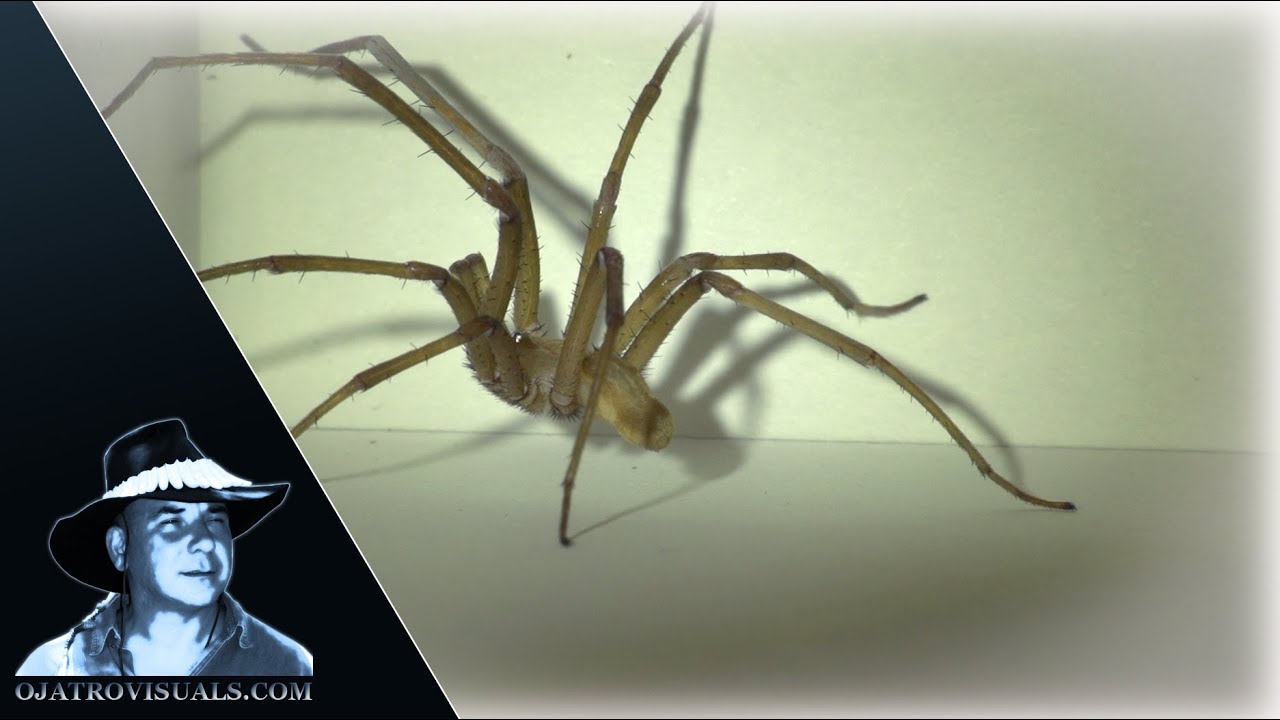 Brown Recluse Spider 02 Footage
