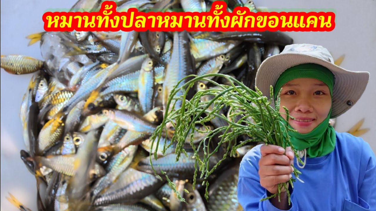 เข้าป่าดักปลาชิวข้าวเลาะตามลำหัวยเก็บผักขอนแคน