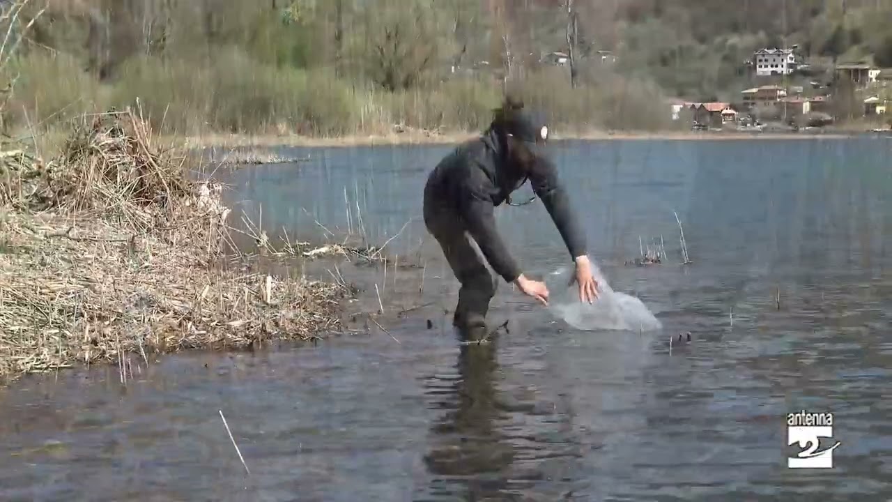Lago d'Endine, seminati lucci, tinche e anguille