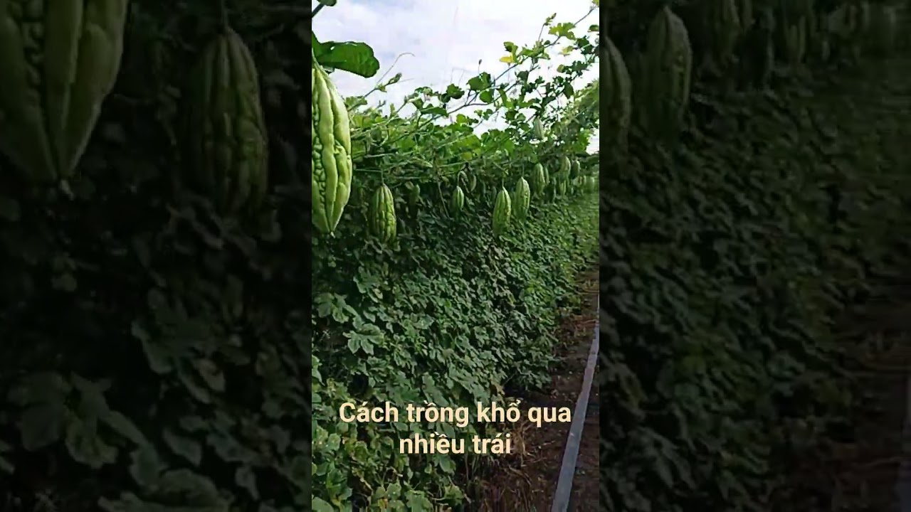 C&aacute;ch trồng khổ qua cho nhiều tr&aacute;i