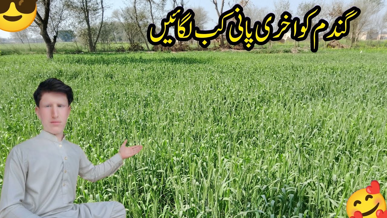 Gandum Ko Akhri Pani Kab Lagana Chahiye?