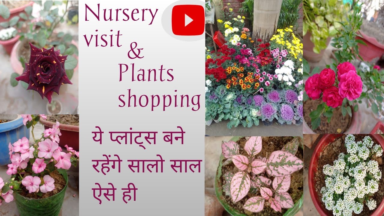 Aaj hi khareede ye khubsurat se paudhe apne garden look ko enhance krne ke liye