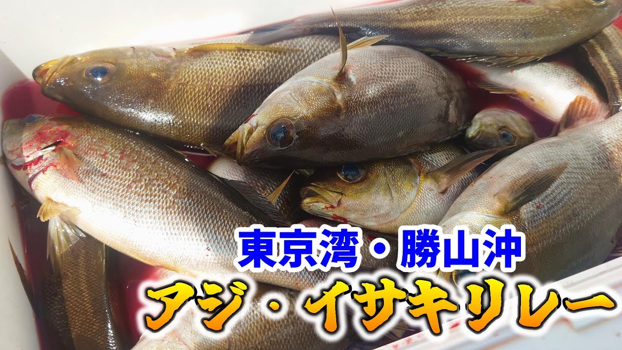 【東京湾】アジもイサキも良型爆釣！！安房勝山沖のアジ・イサキリレー！【船釣り】