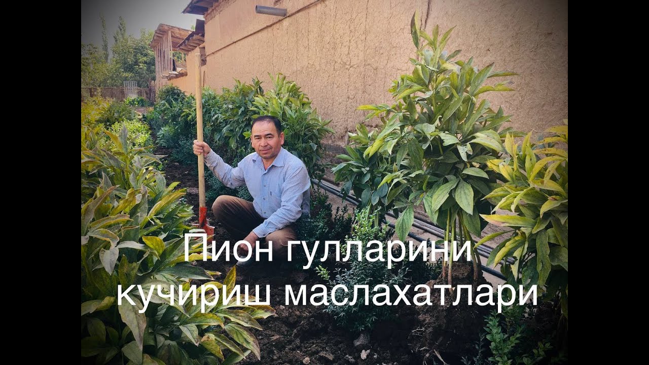 Пион гул кўчатини экишга тайёрлиш #2