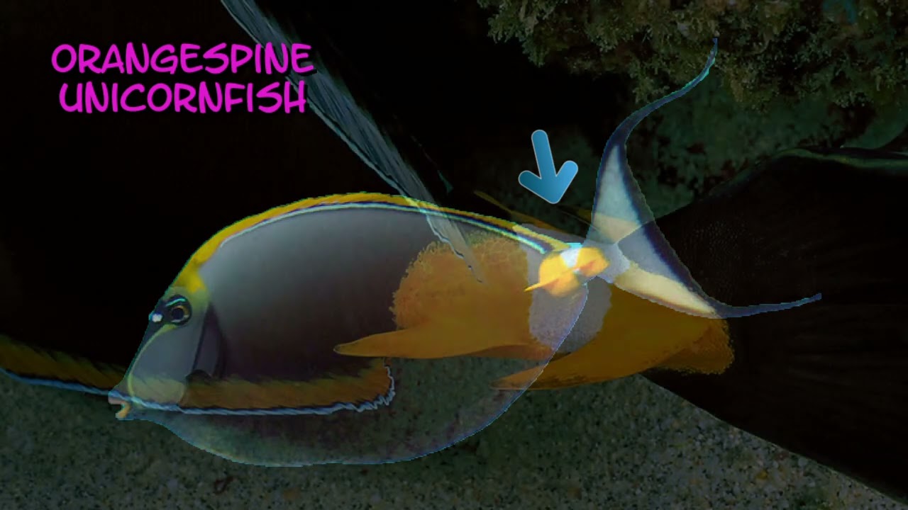 Surgeonfish partial