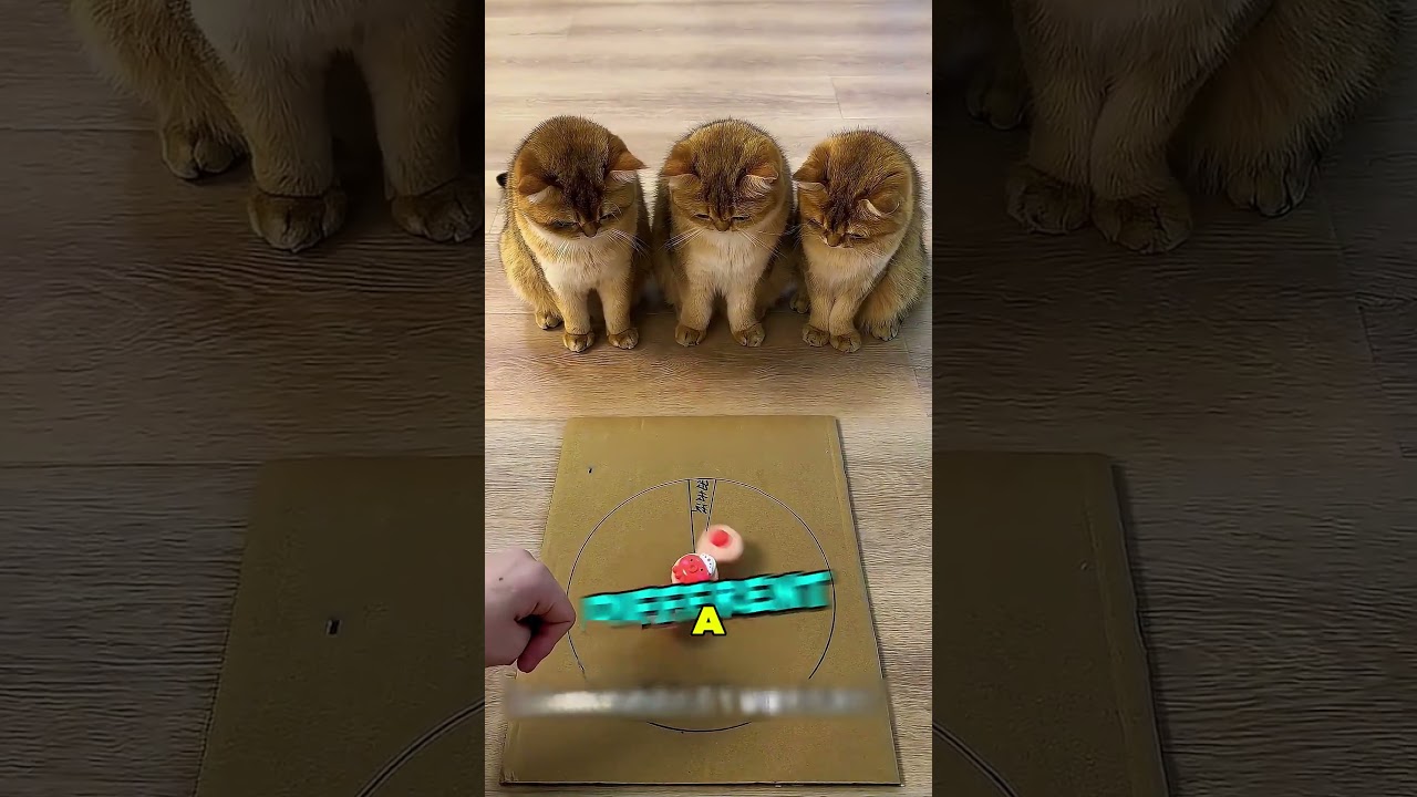 Esse Gatinho Queria Sair de Férias 😲❤️🛩️