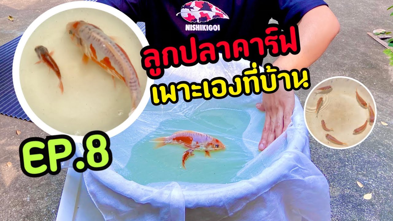 ลูกปลาคาร์ฟเพาะเองที่บ้านEP.8