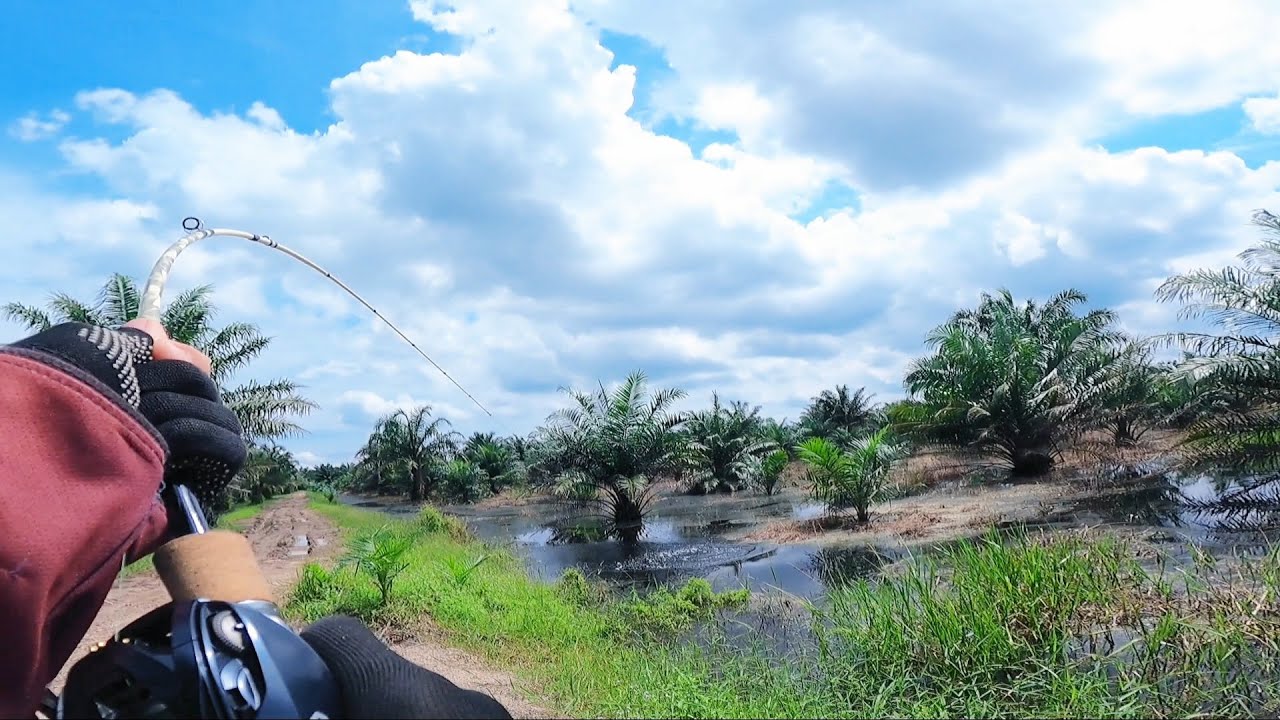 LUPA KALAU DEKAT SUNGAI ROKAN, LAGI ASYIK CASTING TOMAN, HATI2 G0RGON