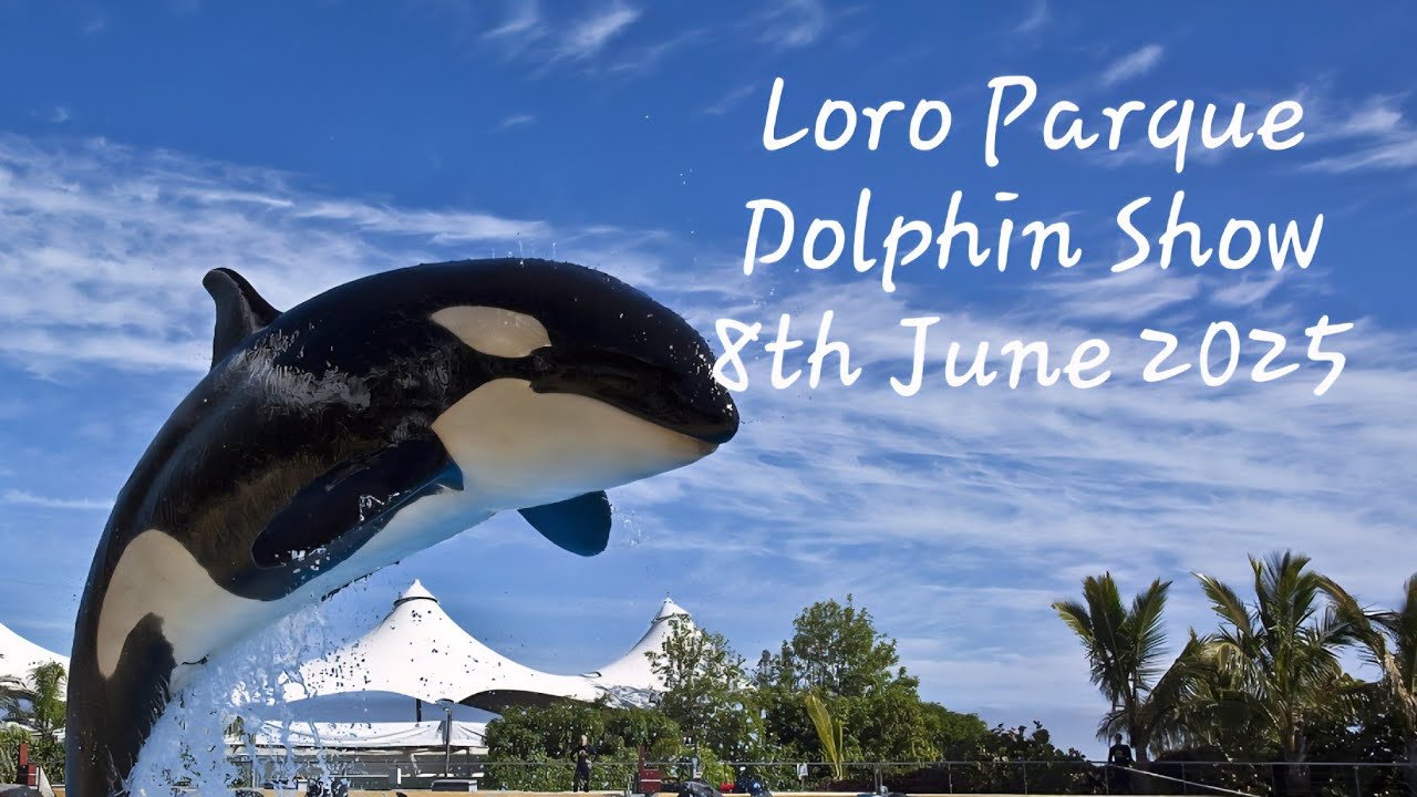Loro Parque Dolphin Show Tenerife 8th June 2025