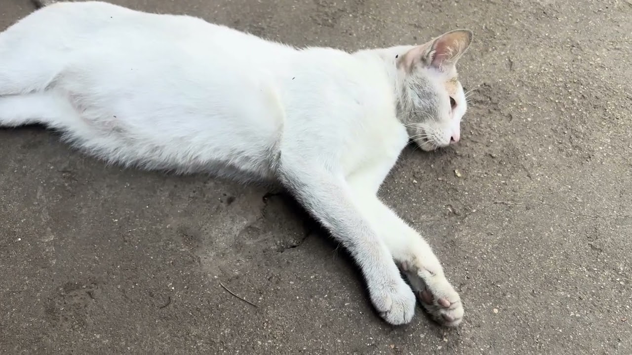 My super lazy cat 