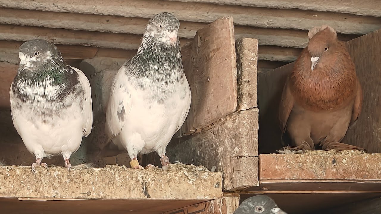 🦅Irfan Kohli Pigeons  is live 🤩#petslivestreaming #kabutar #birds