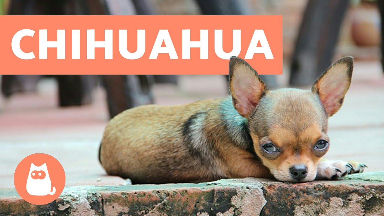 10 curiosidades sobre los chihuahua