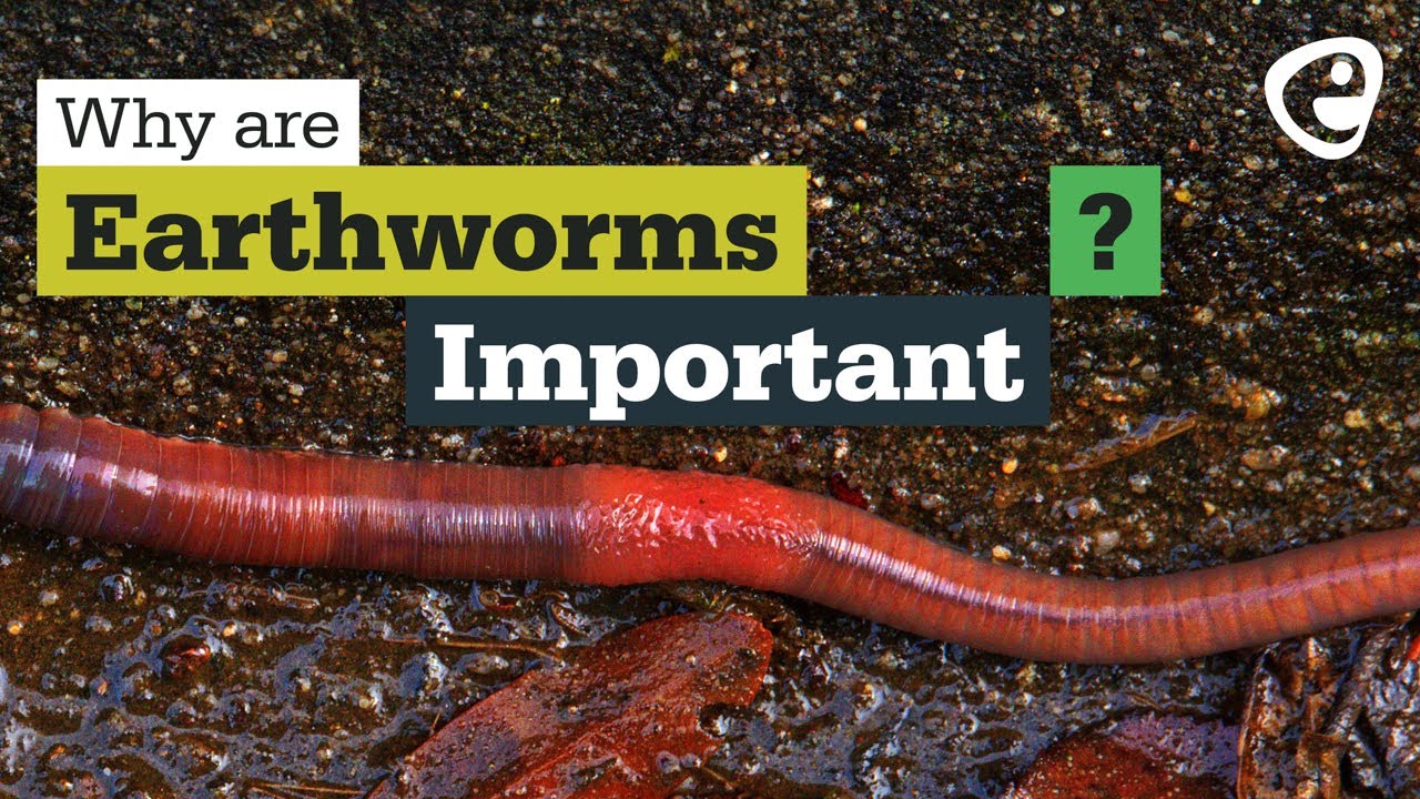 Why are earthworms important?