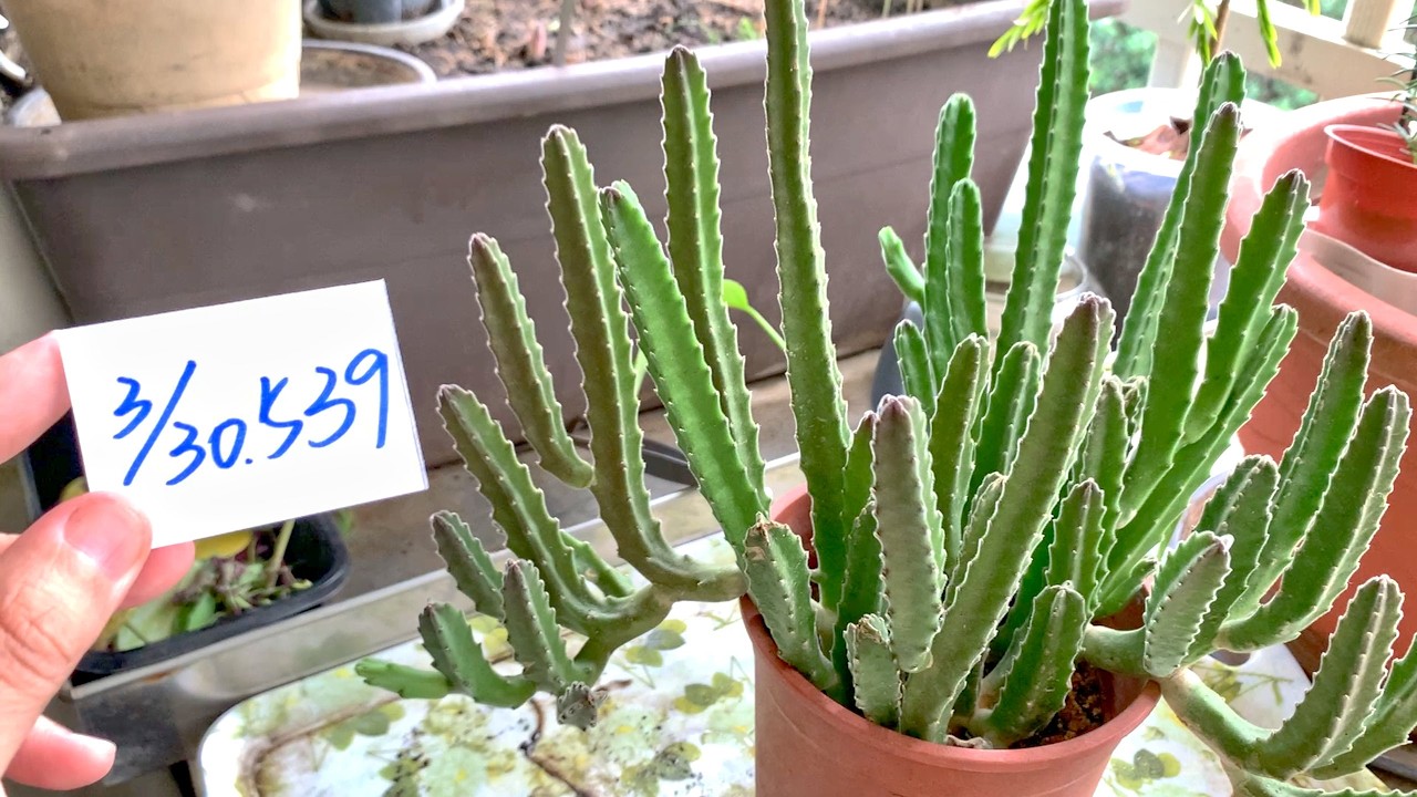 【園藝539】3月30日(一)大花摩羅兩盆茂密程度不同可以多摘幾根填滿盆栽！