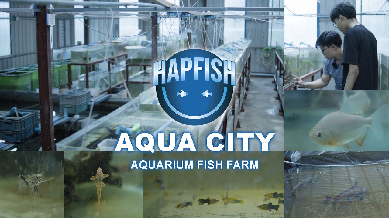 A Visit To Aqua City Fish Farm !!!  [ Fish Farm Tour ]