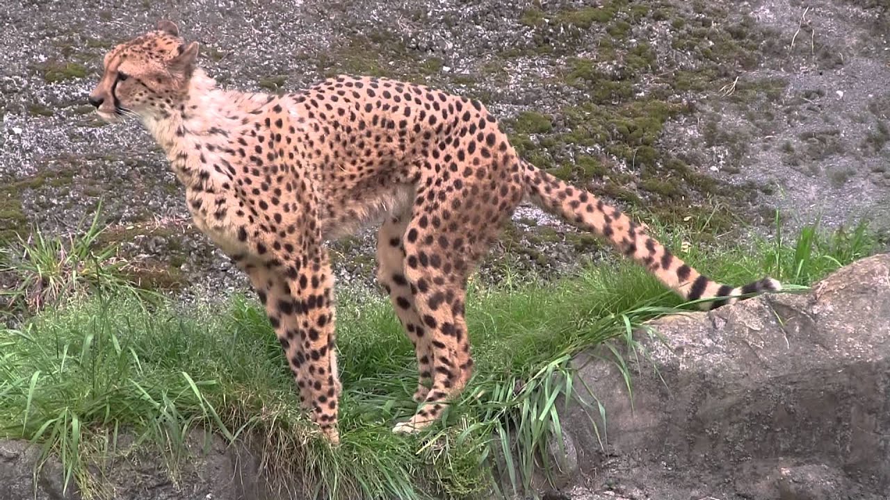 【広告ないよ】チーターのウンコ💩