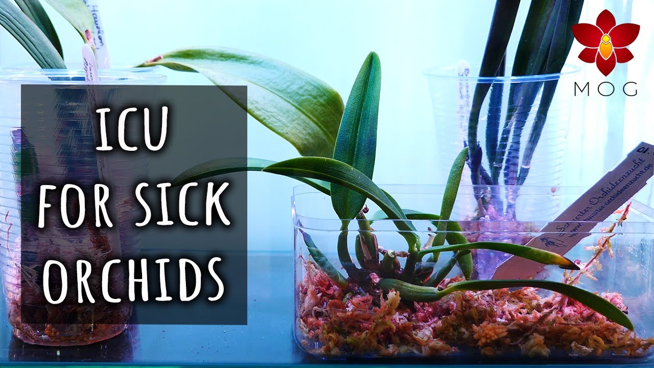 How I promote healthy root growth on weak Orchids - ICU setups!