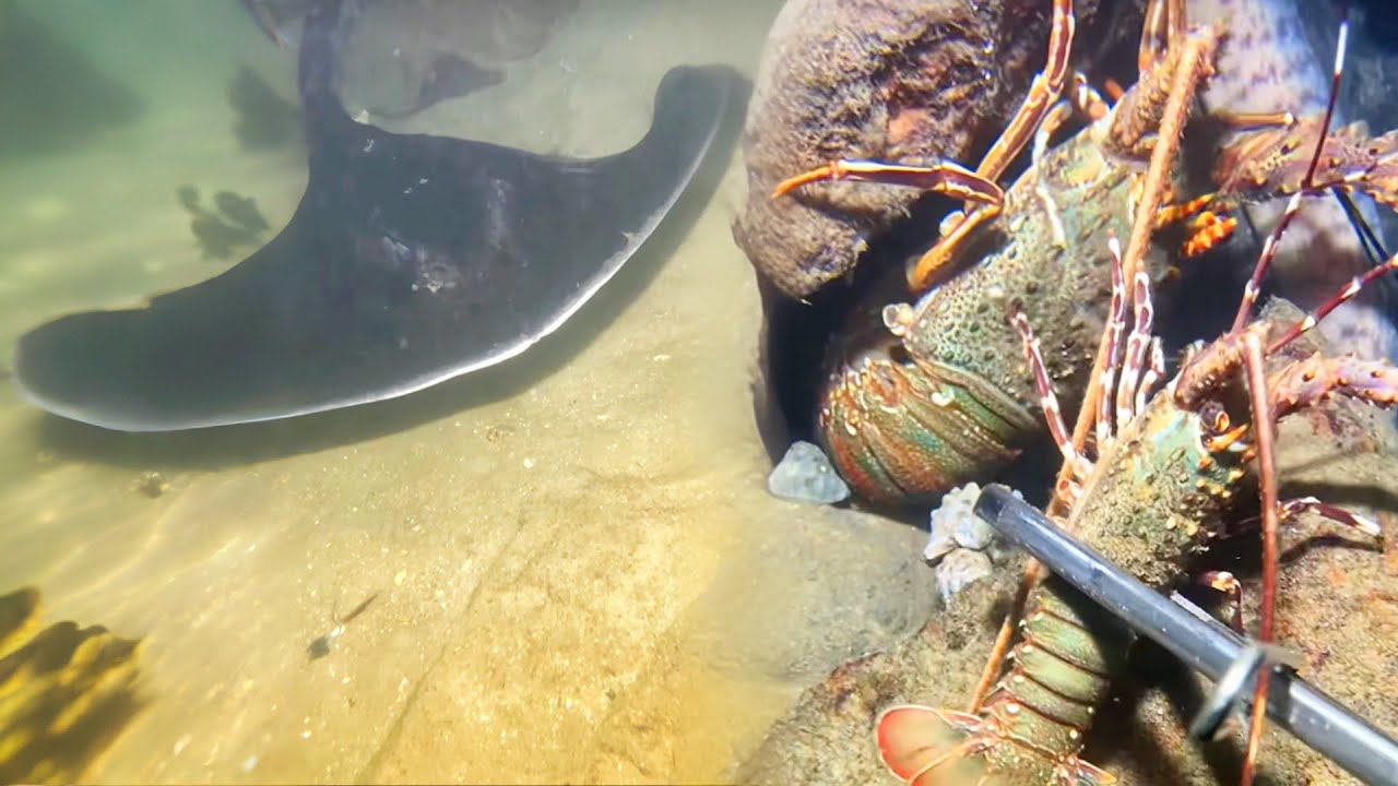 0313 Catching lobsters in shallow water - Scuba diving for seafood - Small lobsters will be released