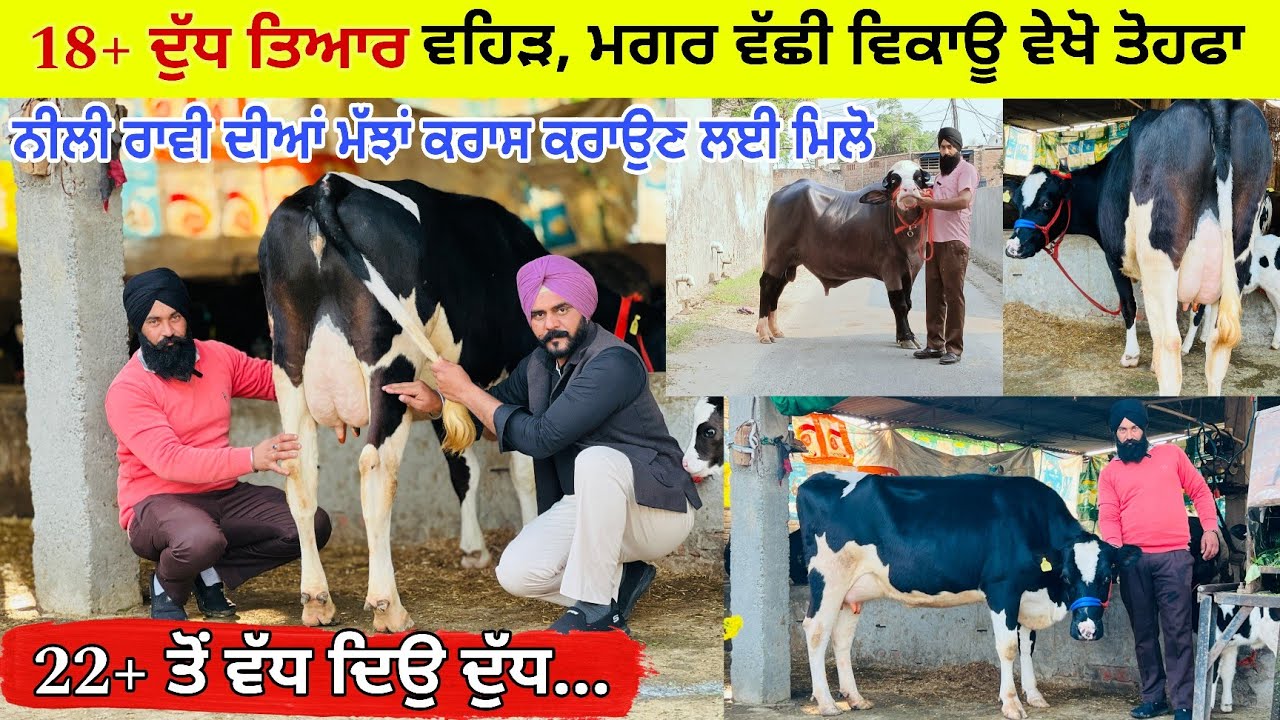 ਗੁਰਮੀਤ ਕੋਲ 1 ਵਹਿੜ ਤਾਜੀ ਸੂਈ ਵਿਕਾਉ 19+ ਦੁੱਧ ਮੁੱਲ ਬਿਲਕੁਲ ਜ਼ਾਇਜ ਪਿੰਡ ਸਰਹਾਲੀ (ਤਰਨਤਾਰਨ) 