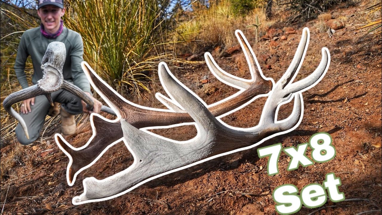 Elk shed hunting 2025!