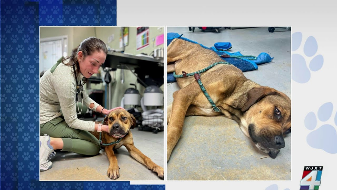 Ask the Vet: What is tick paralysis?