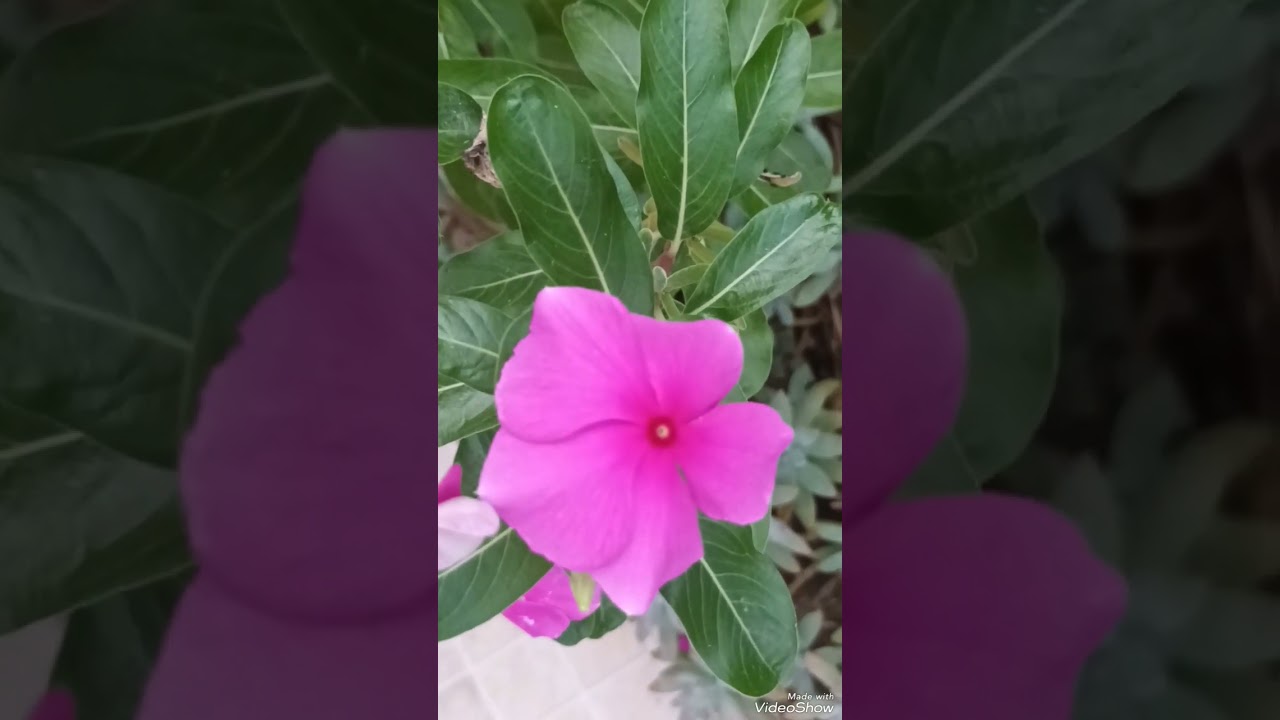 #suculentas #plantas #floreado #florindo #floracoes #floreiras #flowers