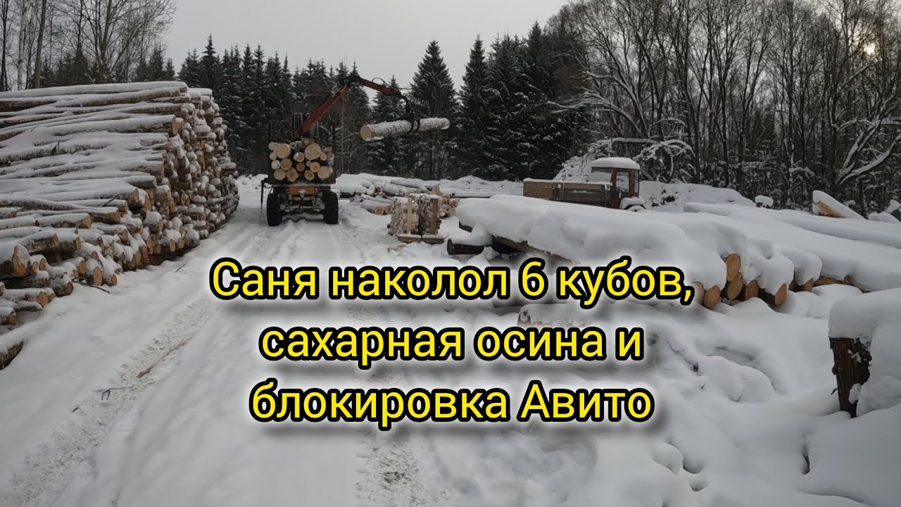 Саня наколол 6 кубов, сахарная осина и блокировка Авито 