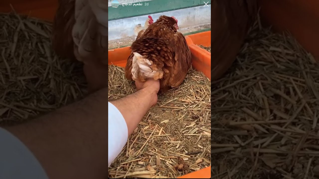 يوميات مزارع كويتي ( تطعيم الدواجن )