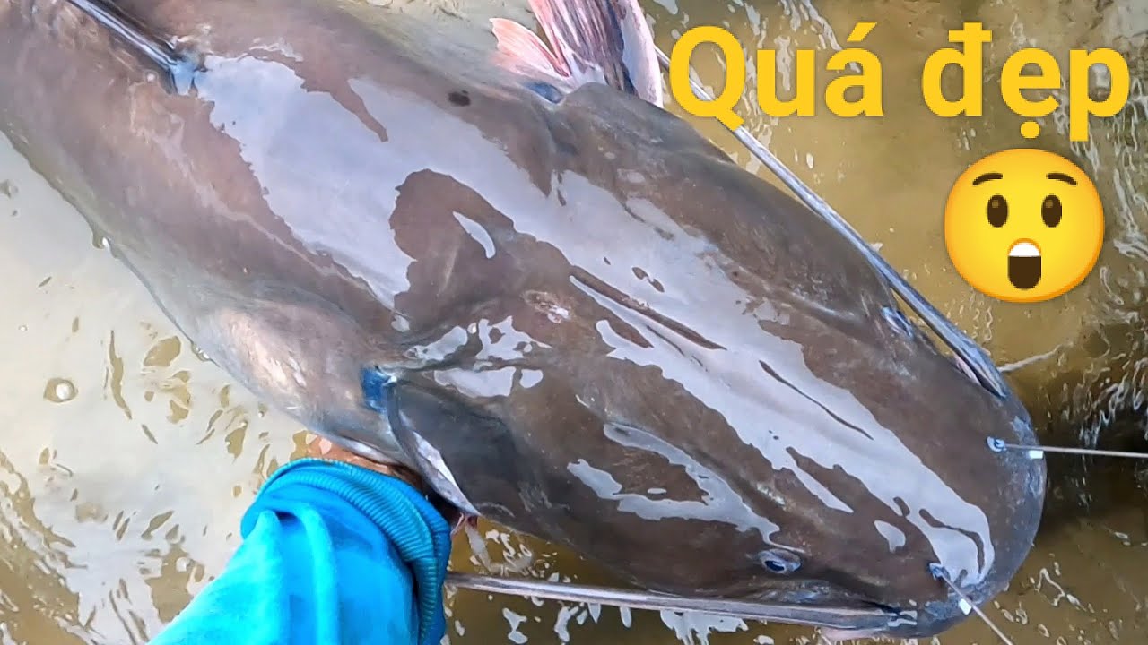 Vào rừng câu cá gặp Thủy Quái. Nhờ lộc Thủy Quái đụng Hugo
