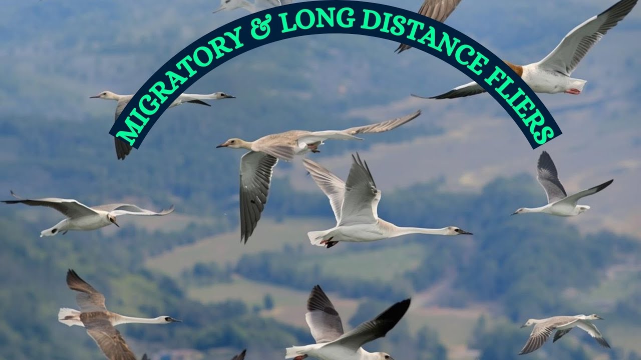 Migratory & Long Distance Fliers | #baggacreativity | #birds | #beauty | #naturalbeauty | #nature |