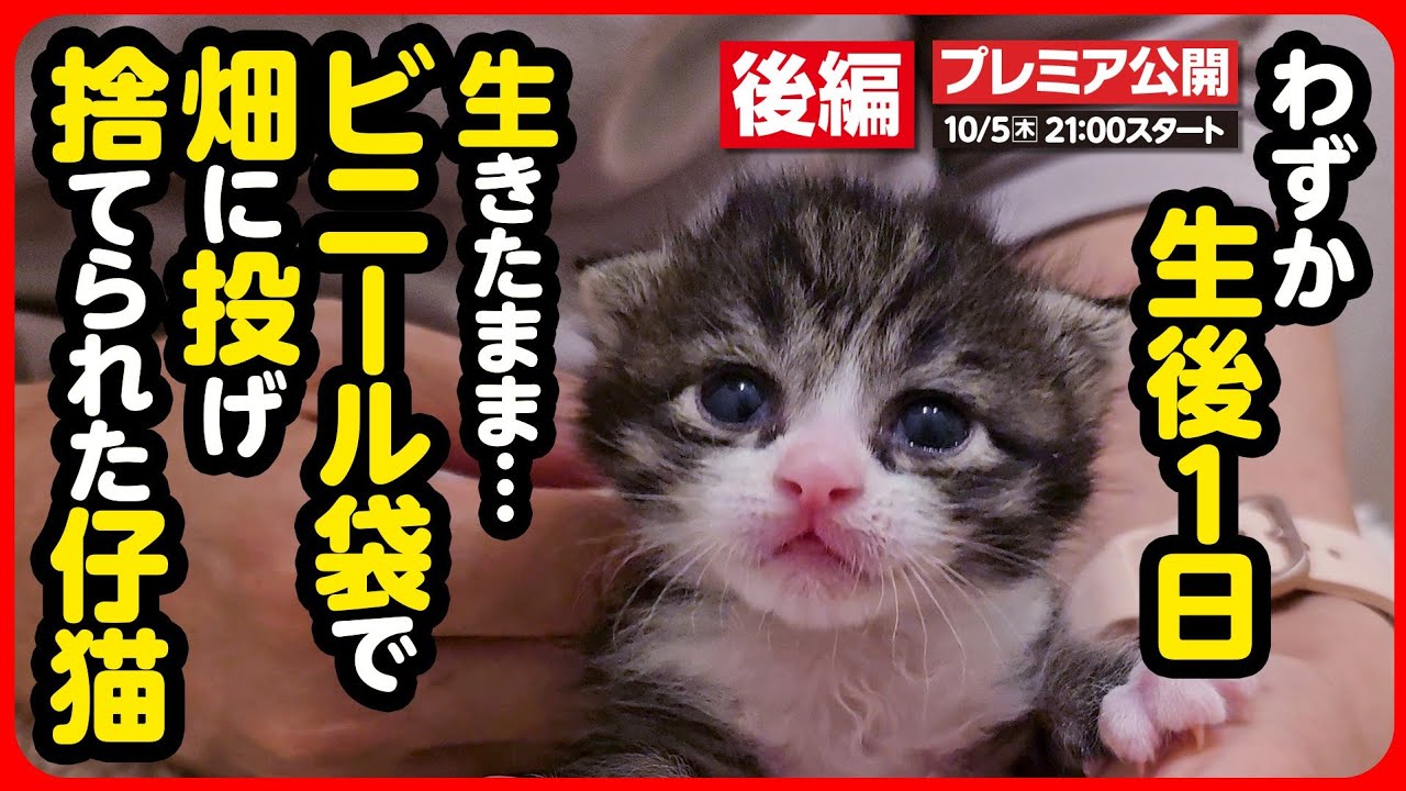 【子猫 保護】お母さん...お母さん...！母猫の温もりを探しながら、必死にミルクを飲む姿に泣けてくる【後編】